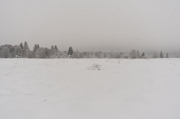 Snow-covered plain with a pine forest – High Fens, Belgium