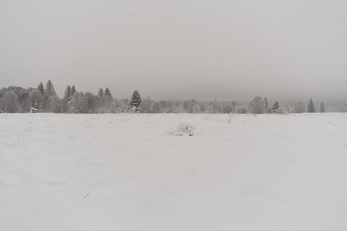 Besneeuwde vlakte met dennenbos - Hoge venen, België van Britta Lahaye