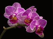 Orchidée violette à fleurs par Dirk Jan Kralt Aperçu