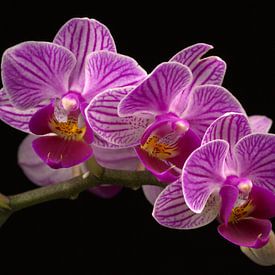 Bloeiende paarse orchidee van Dirk Jan Kralt