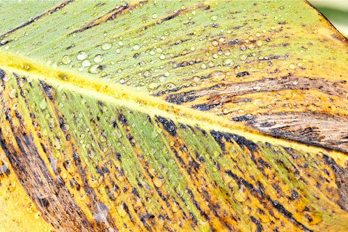 Die Herbstkühle hat die Farben der Musella lasiocarpa verändert