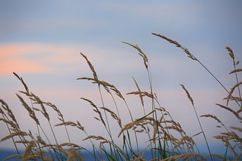 Stimmungsvolle Aufnahme von wilden Gräsern, die im Licht der untergehenden Sonne im Wind wiegen