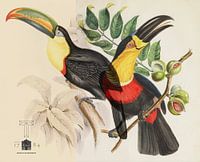 Teylers Toucans