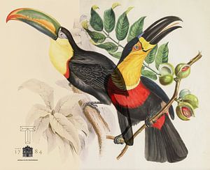 Teylers Toucans van Nop Briex