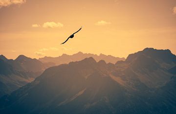 Zonsondergang Vogel van Alexander Dorn
