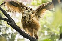 Eule, die ihre Flügel ausbreitet