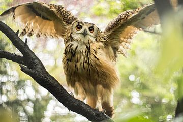 Owl spreading its wings