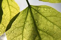 Dawn Leaf