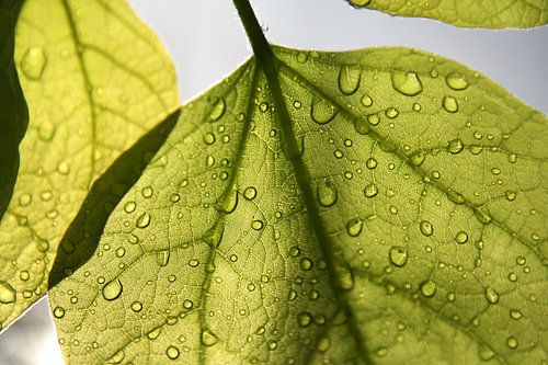 Dawn Leaf
