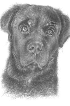 Rottweiler-reu met gefocuste blik