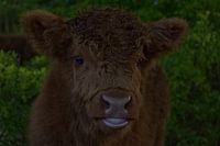 HighlandCow calf