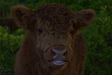 HighlandCow calf van IdzardCreations