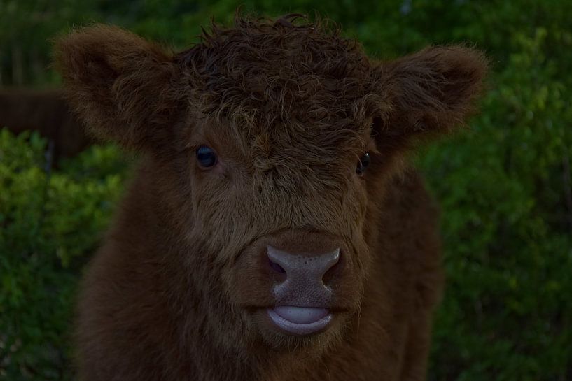 HighlandCow Kalb von IdzardCreations