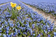 Narcis between the Hyacinths by eric van der eijk thumbnail