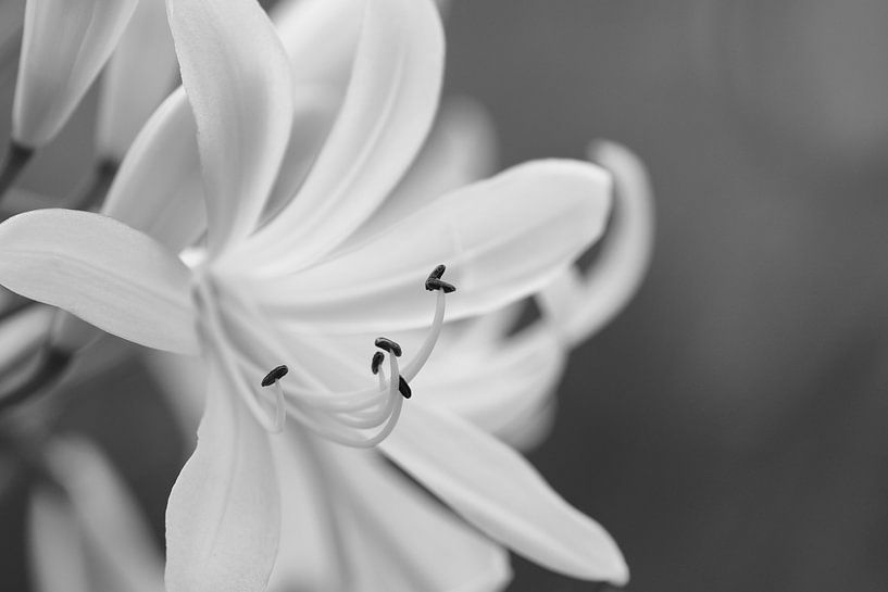 Agapanthus von C. Nass