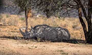 White rhino in Namibia, Africa by Patrick Groß