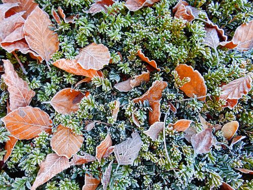 Feuilles d'automne avec givre