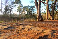Close up in het bos