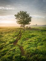 Typical Dutch polder landscape with trees, cows and sheep