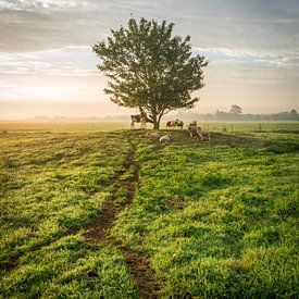 Typische niederländische Polderlandschaft mit Bäumen, Kühen und Schafen von Jasper Suijten