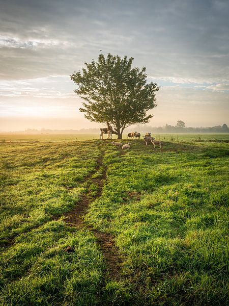 Typische niederländische Polderlandschaft mit Bäumen, Kühen und Schafen von Jasper Suijten