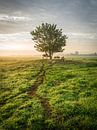 Typische niederländische Polderlandschaft mit Bäumen, Kühen und Schafen von Jasper Suijten Miniaturansicht