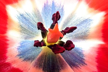Bloemkelk van een bloeiende tulp in het voorjaar van Eye on You