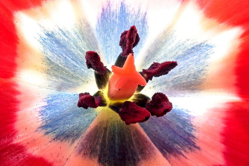 Calyx of a flowering tulip in spring by Eye on You