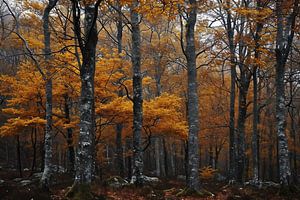Romantischer Herbstwald