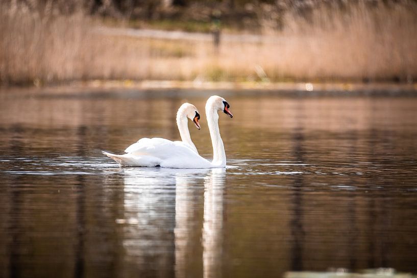 Cygnes dans la nature par Design Wall Arts