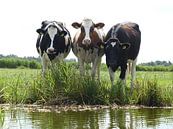 Koeien langs de waterrand in Noord Holland van Anita Tromp thumbnail