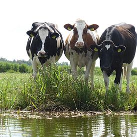 Kühe am Wasserrand in Nordholland von Anita Tromp