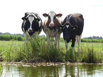 Koeien langs de waterrand in Noord Holland van Anita Tromp