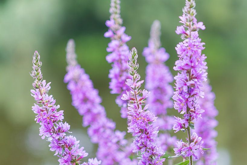 Plants and flowers in nature. by Marcel Kerdijk