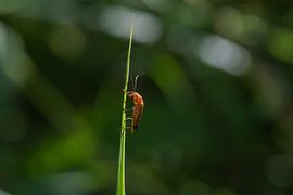 Le coléoptère à la peau rouge