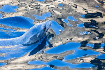 Zeeleeuw in het blauw II van Fons Simons