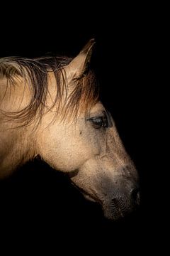 Porträt des Pferdes Konik von Joost Potma
