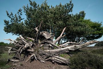 Tree roots by Umana Erikson