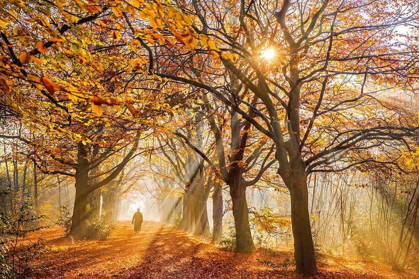 Foggy Autumn Day by Niels  de Vries