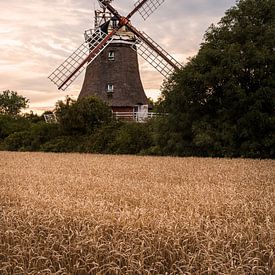 Windmolen in een korenveld bij zonsondergang van Jens Sessler