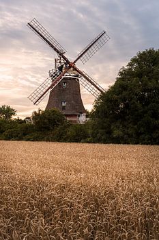 Windmolen in een korenveld bij zonsondergang