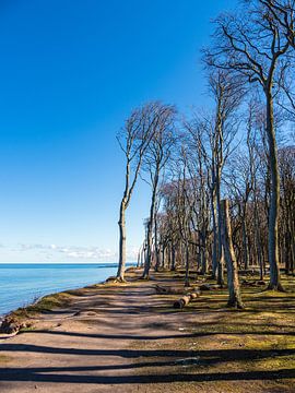 Gespensterwald an der Küste der Ostsee in Nienhagen von Rico Ködder