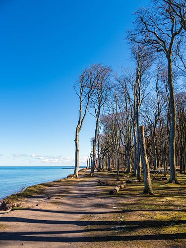 Gespensterwald an der Küste der Ostsee in Nienhagen