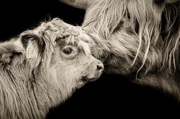 Portrait d'un veau écossais Highlander avec sa mère sur Elles Rijsdijk