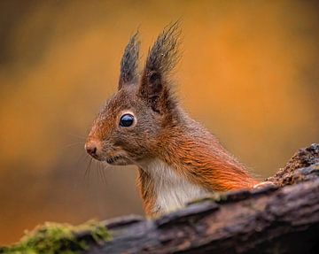 Rotes Eichhörnchen von Eva Fontijn