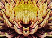 closeup mandala van een Chrysant van Youri Mahieu thumbnail