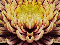 closeup mandala van een Chrysant