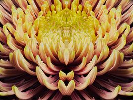 mandala en gros plan d'un chrysanthème