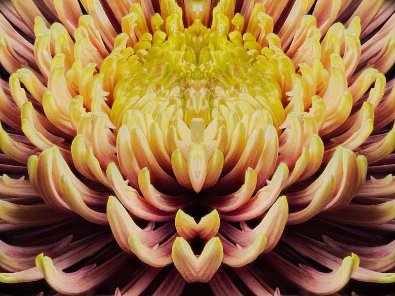 closeup mandala van een Chrysant van Youri Mahieu