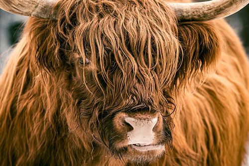 Schotse Hooglander close-up portret